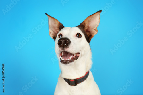Funny Andalusian ratonero dog on blue background © Africa Studio