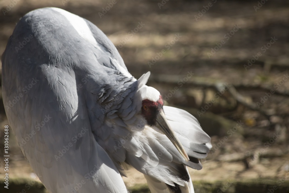 Fototapeta premium Sandhill Crane