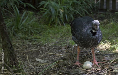 Crested Screamer photo