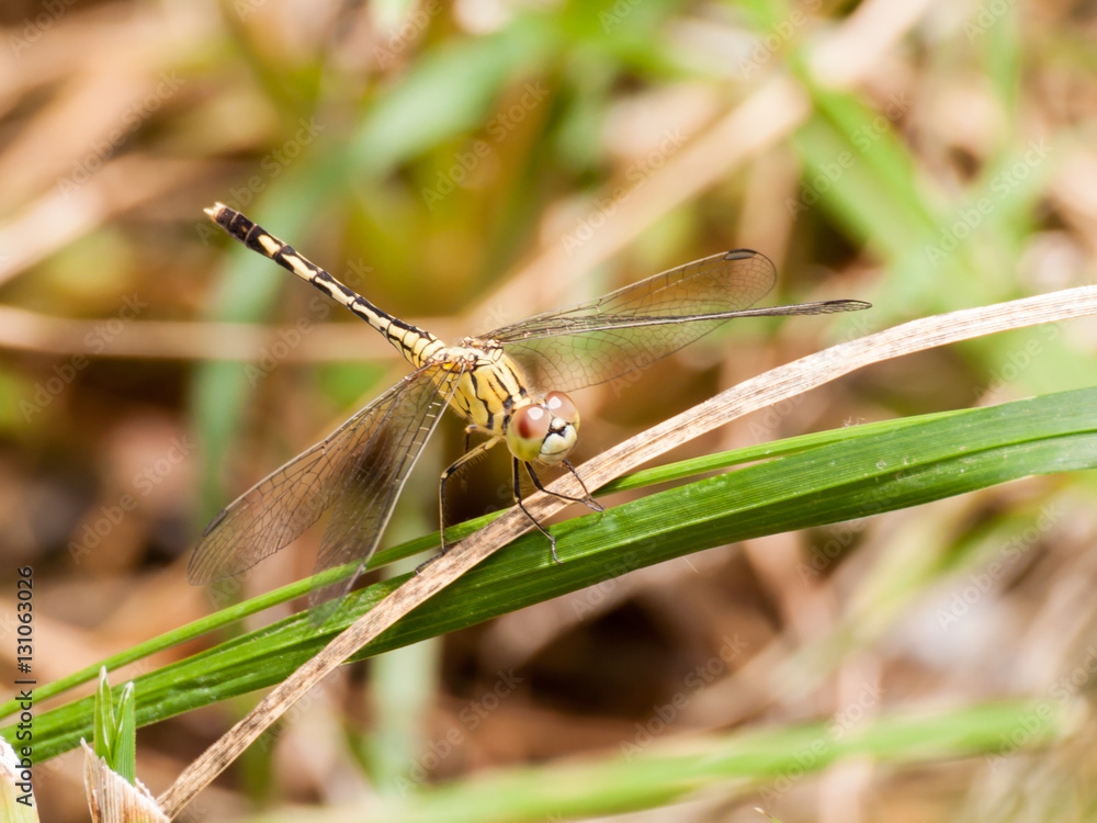 Yellow and black pattern dragon fly on grass Yellow and black pattern dragon fly on grass