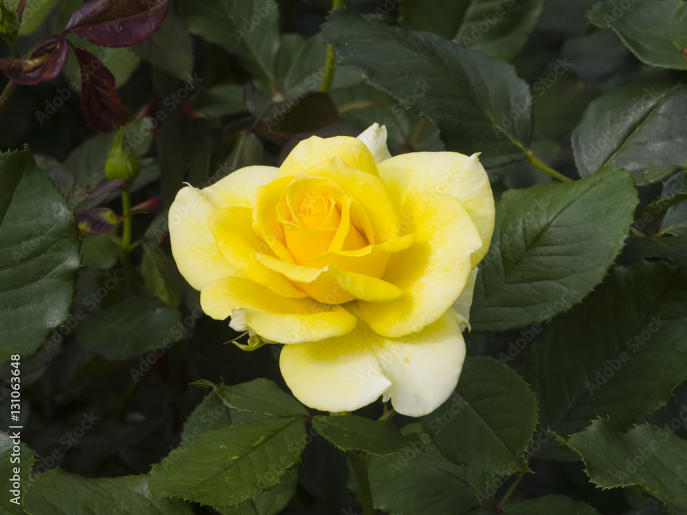 Flower of yellow rose in garden on a bush, close-up, selective focus, shallow DOF Flower of yellow rose in garden on a bush, close-up, selective focus, shallow DOF
