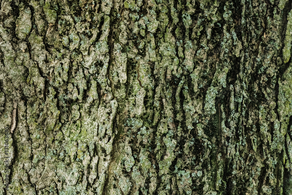Texture of bark.