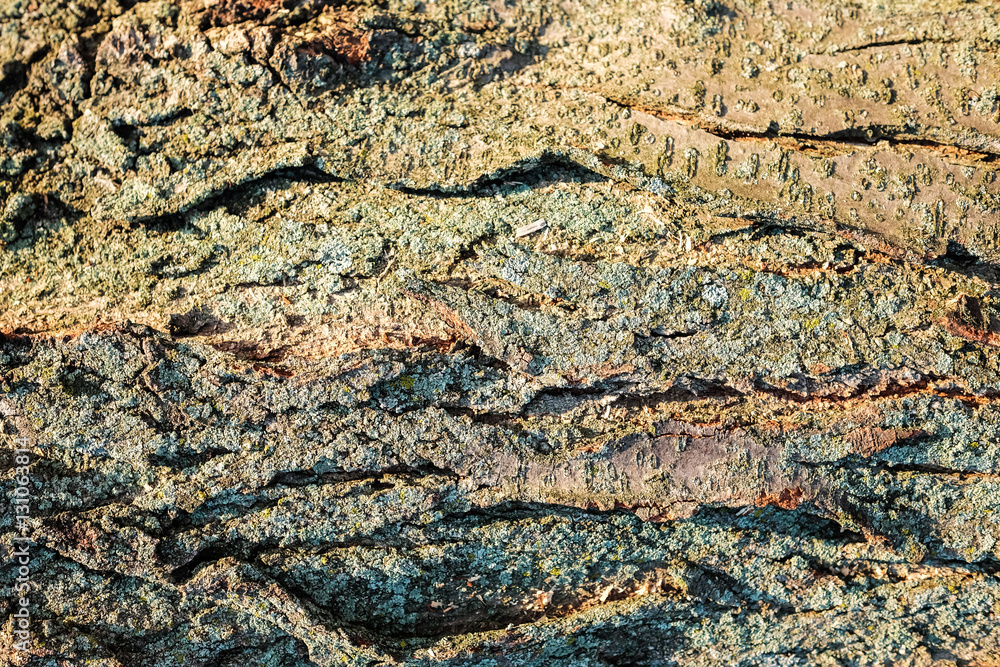 Texture of bark. Texture of bark.