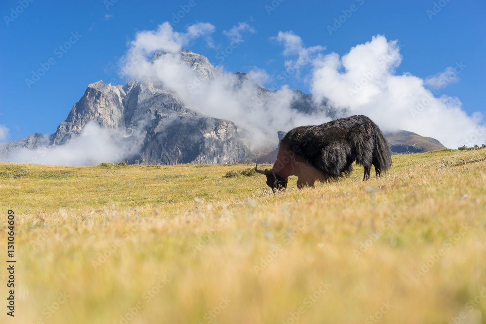 Fototapeta premium Black yak in front of stone mountain, Everest region, Nepal