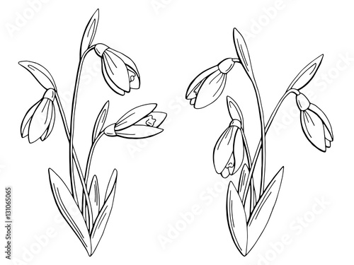 Snowdrop flower graphic black white isolated sketch illustration vector