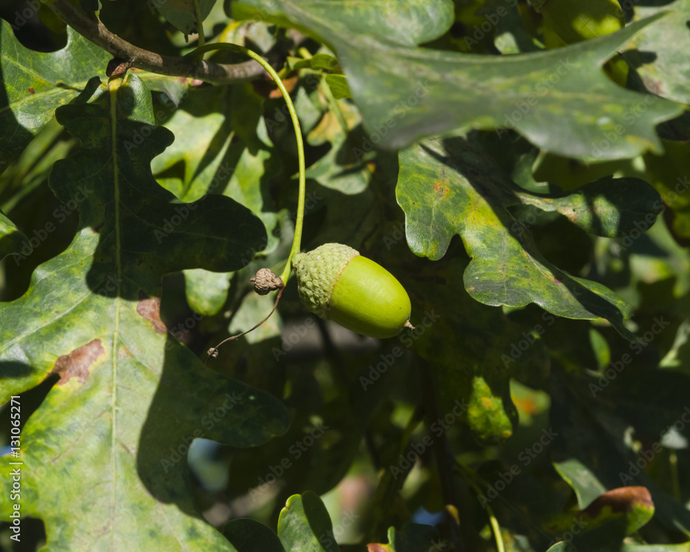 Obraz premium Riping green acorn and leaves on oak, quercus, close-up, selective focus, shallow DOF