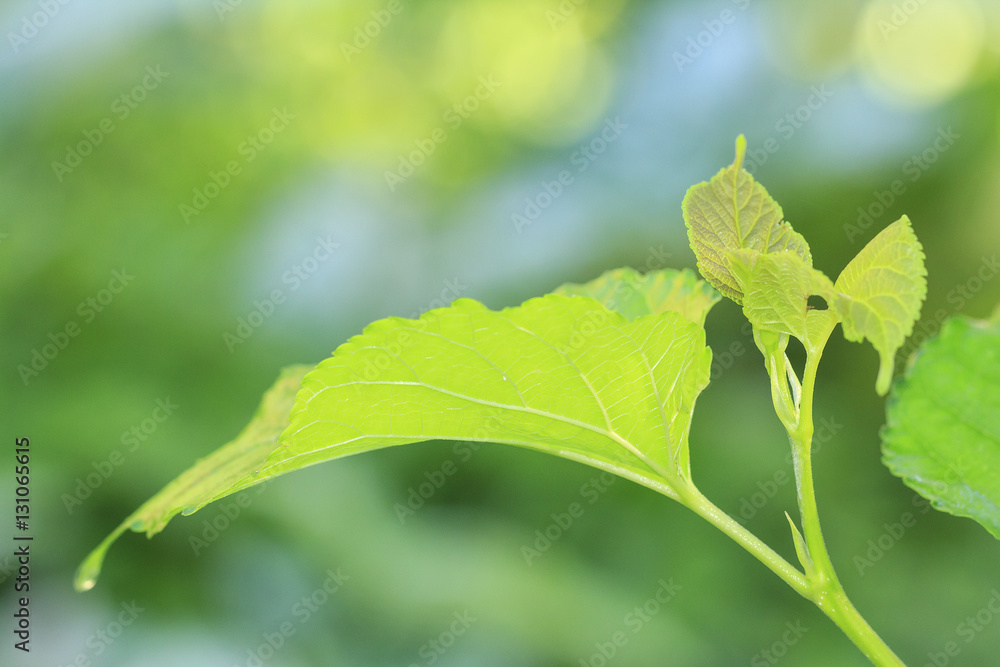 Mulberry leaf Mulberry leaf