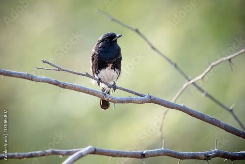 BLACK PHOEBE photo