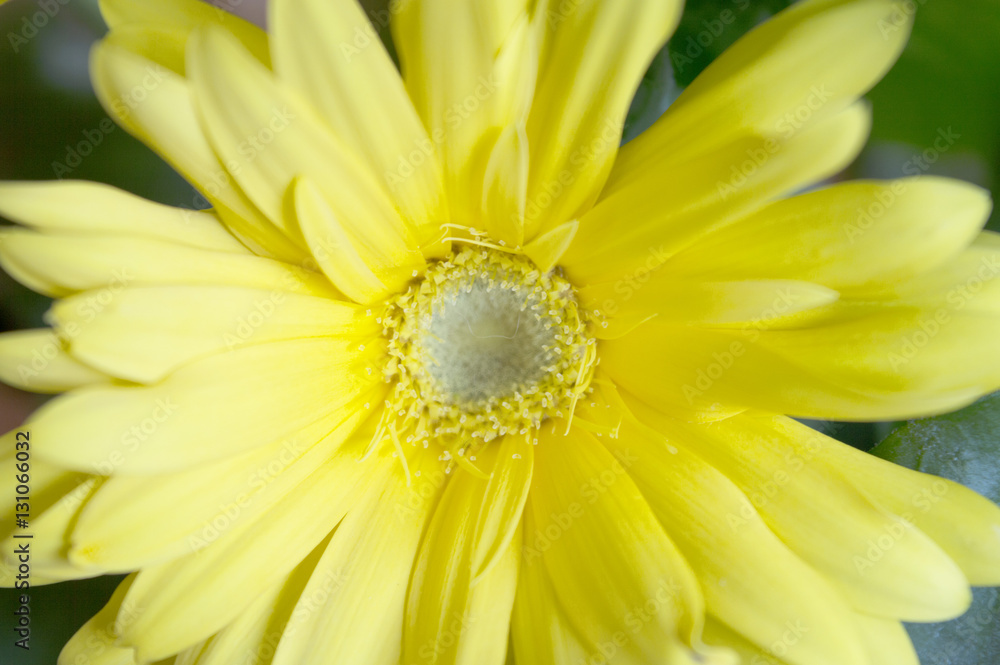 Flower Flower
