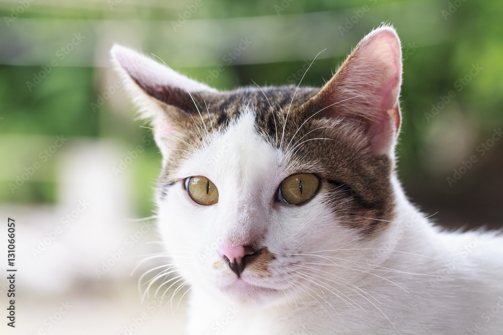Thai cat looking out Thai cat looking out