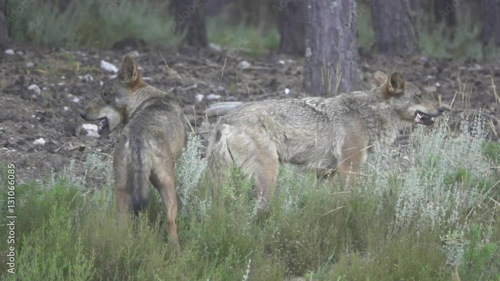 Slow motion of two wolfs eating Slow motion of two wolfs eating