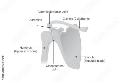Bone and Joints of the Shoulder Anatomy. Illustration about Health and medical.