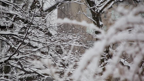 Snow In New York Central Park Trees And Limbs