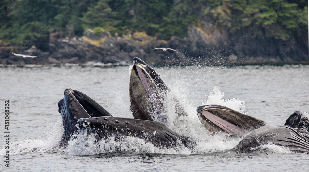Fototapeta premium Humpback whales bubble net feeding. Chatham Strait area. Alaska. USA. An excellent illustration.