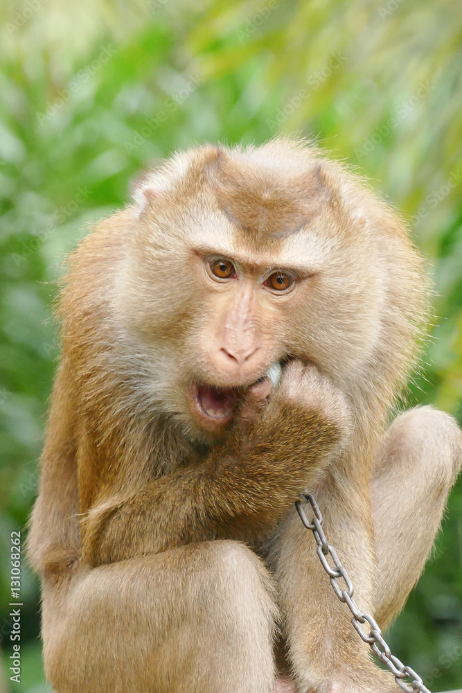 Naklejka premium Thai Macaque monkey