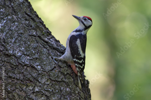 Great spotted woodpecker showing off on a trunk