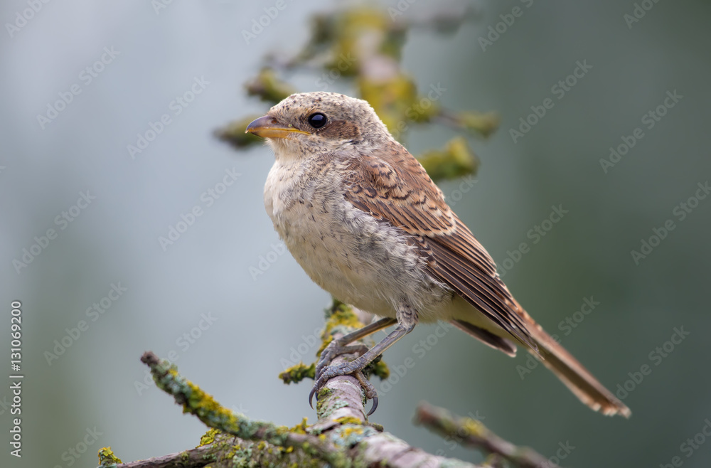 Red-backed shrike posing on a lichen branch Red-backed shrike posing on a lichen branch