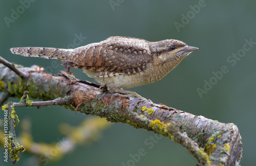 Eurasian wryneck sitting on an old lichen perch photo