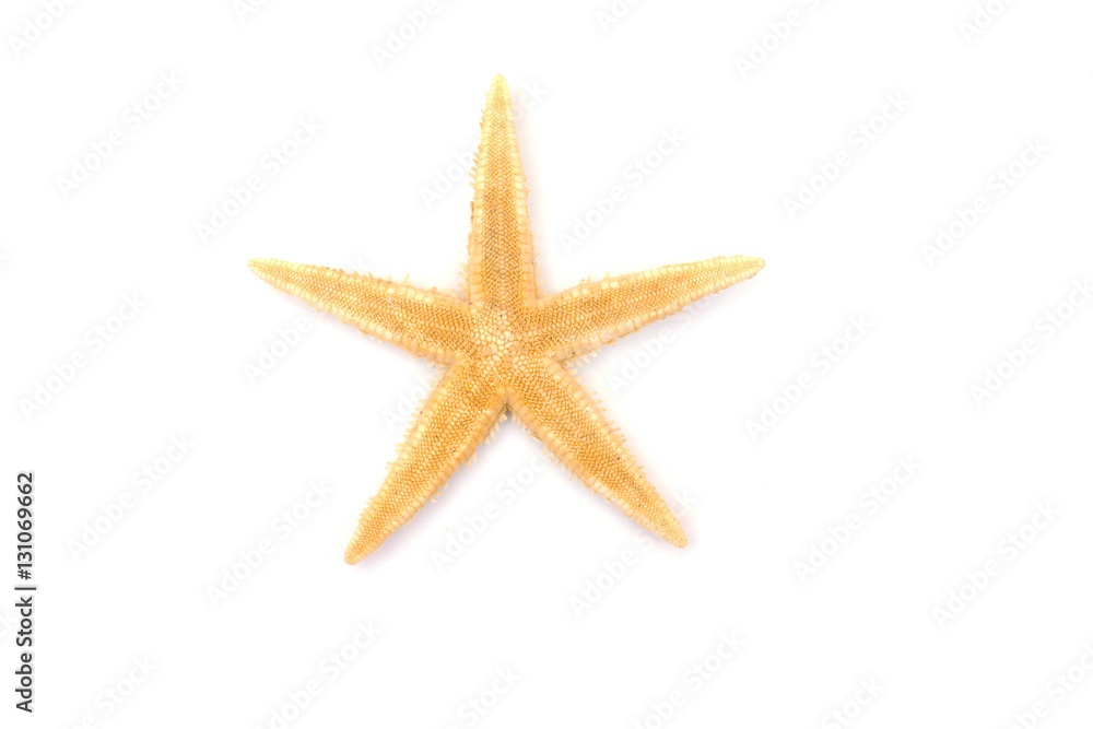 The caribbean starfish on a white background. The caribbean starfish on a white background.