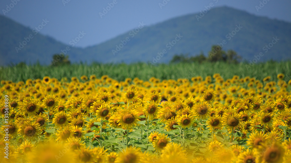 Fototapeta premium Sunflower fields in season