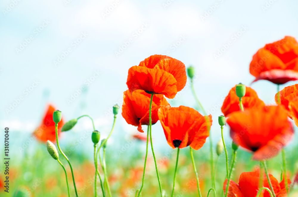 Obraz premium poppy flowers