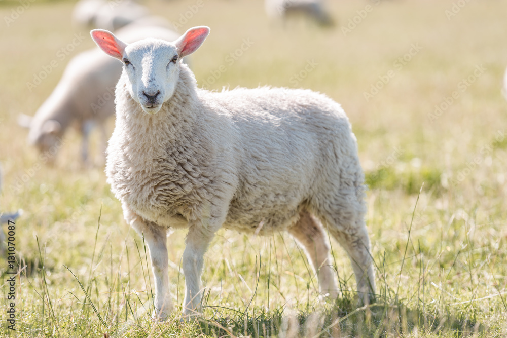 Obraz premium Schafe auf einer Weide in Schottland bei Sonnenschein