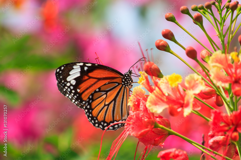 Obraz premium Naturalne motyle i kwiaty