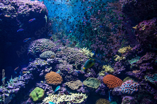 Fototapeta Naklejka Na Ścianę i Meble -  Colorful fishes and corals in the aquarium