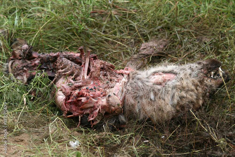 Fototapeta premium Hyena Head - Serengeti, Tanzania, Africa