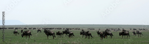 Wildebeest  - Serengeti Safari  Tanzania  Africa