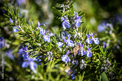 Honey bees in a field of Lavender on Maui
