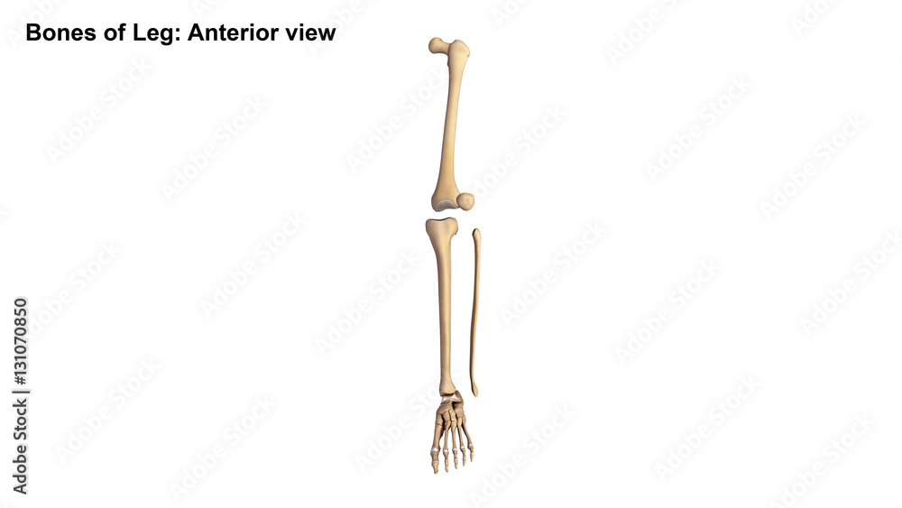 Lower limb Lower limb