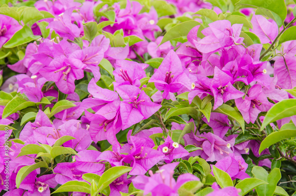 Close up the pink bougainvillea with the green leaf Close up the pink bougainvillea with the green leaf