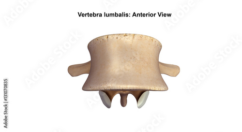 Vertebra lumbalis_Anterior view photo