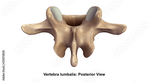 Photos Vertebra lumbalis_Posterior view