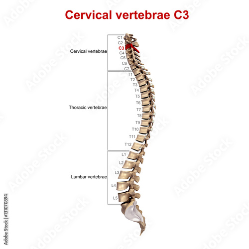 Cervical vertebrae C3
