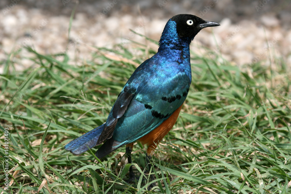 Superb Starling Bird in Serengeti, Africa Superb Starling Bird in Serengeti, Africa