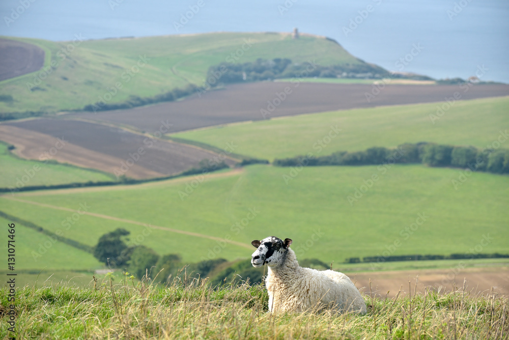Fototapeta premium Sheep on path, Swyre Head on Dorset coast