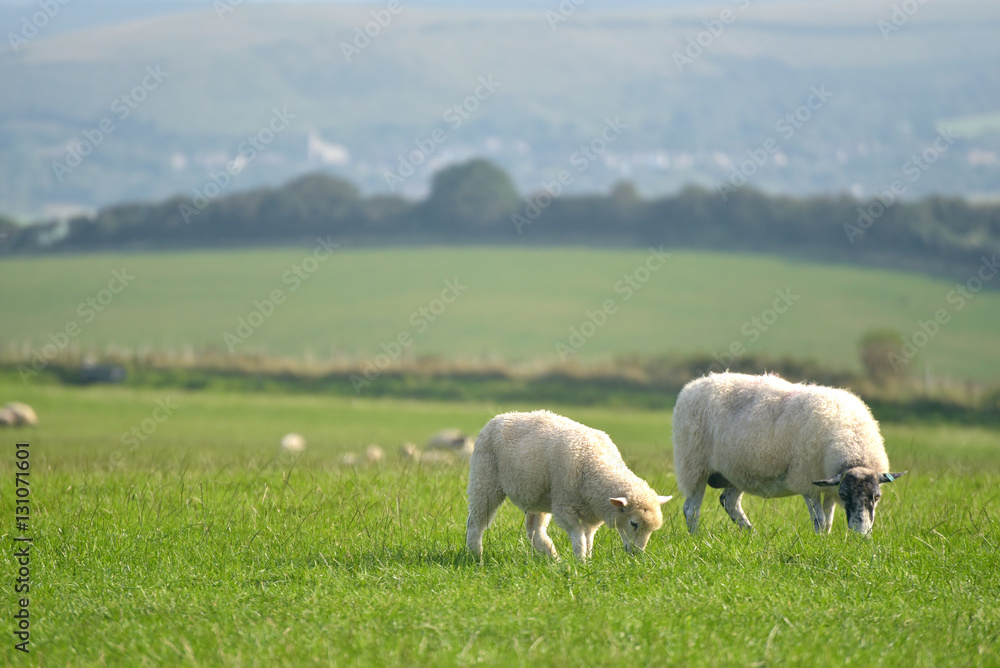 Sheep on path, Swyre Head on Dorset coast Sheep on path, Swyre Head on Dorset coast