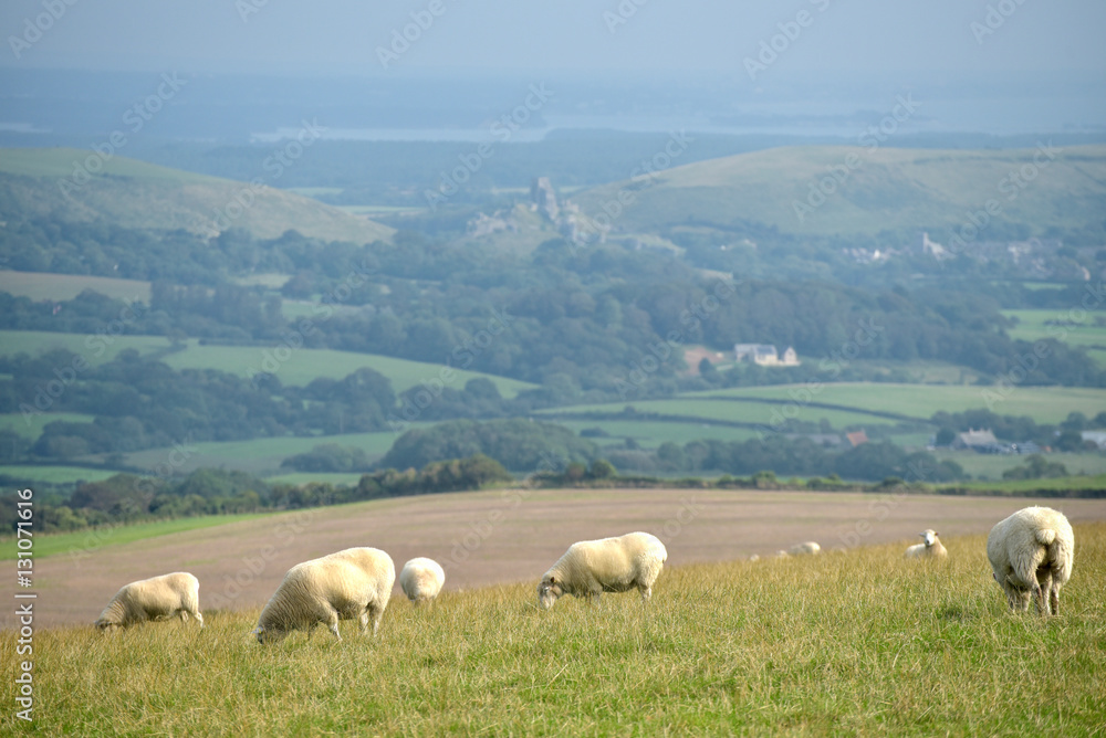 Sheep on path, Swyre Head on Dorset coast Sheep on path, Swyre Head on Dorset coast