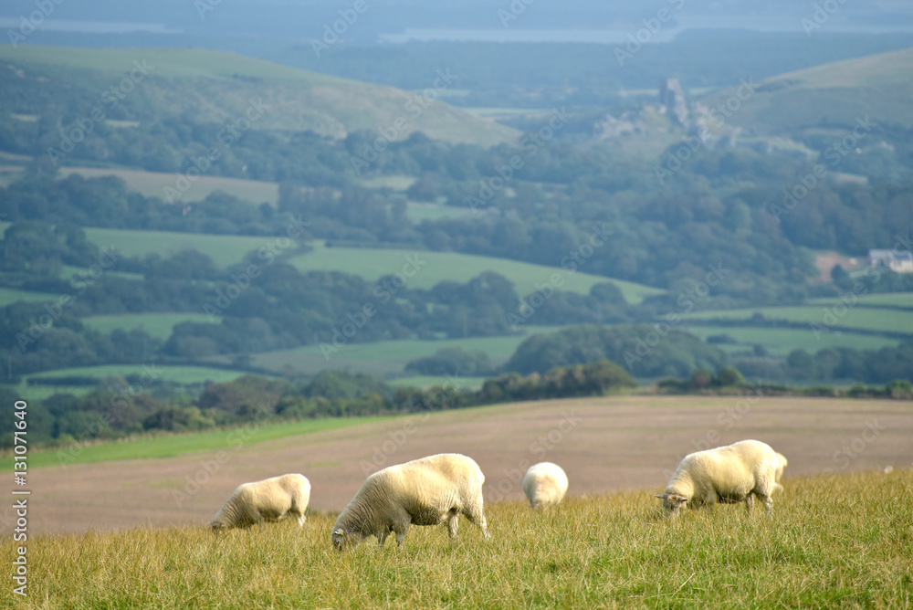 Sheep on path, Swyre Head on Dorset coast