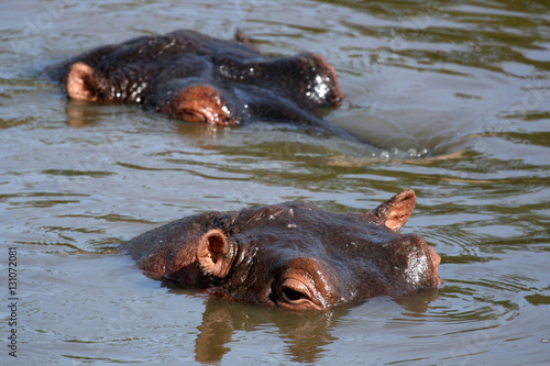 Hippos in Africa