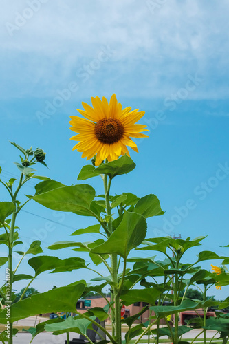Sunflower in summer