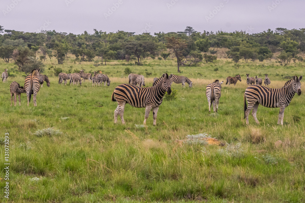 Naklejka premium Zebra's grazing in the wild at the Welgevonden Game Reserve in South Africa