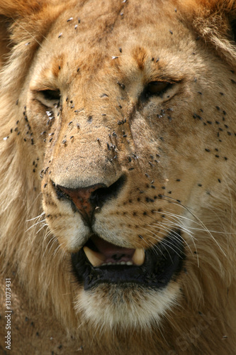 Male Lion - Serengeti Safari  Tanzania  Africa