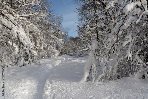 chemin vosgien sous la neige  photo