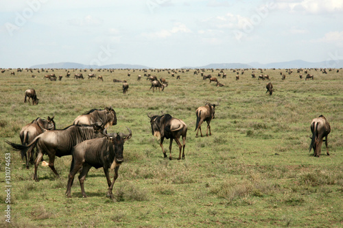 Wildebeest  - Serengeti Safari, Tanzania, Africa © Sam D'Cruz