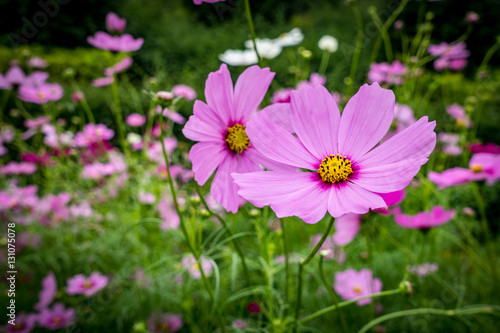 Purple cosmos flowers