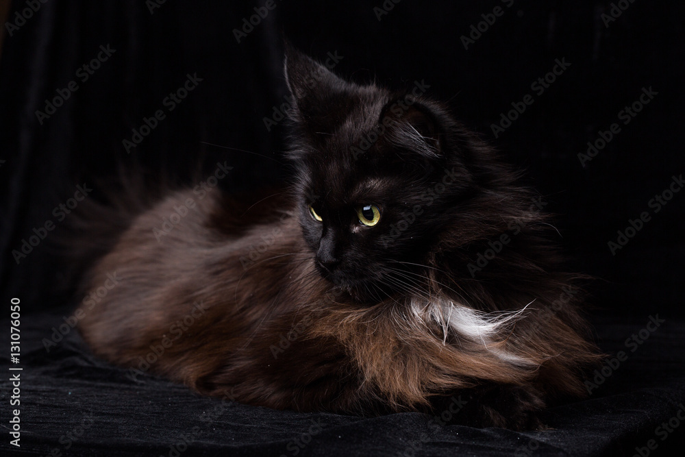 Studio Portrait of a beautiful Maine Coon Cat