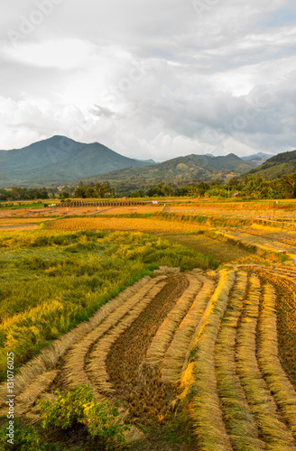 Paddy rice filed northern Nan Thailand